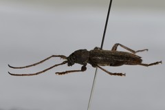 Trichoferus campestris