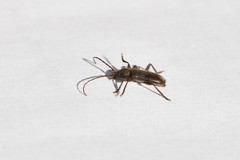 Trichoferus campestris