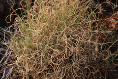 Tristachya biseriata