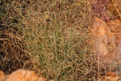 Tristachya biseriata
