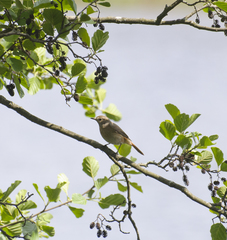 Phoenicurus phoenicurus