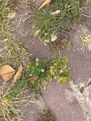 Matricaria discoidea