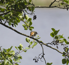 Phoenicurus phoenicurus