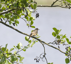 Phoenicurus phoenicurus