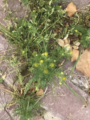 Matricaria discoidea