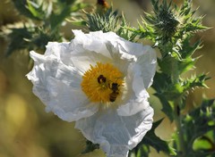 Argemone albiflora texana