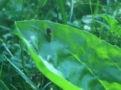 Grapholita interstinctana