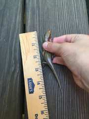 Plestiodon laticeps