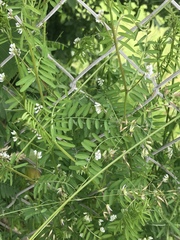 Vicia hirsuta