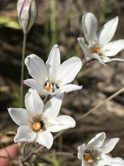 Triteleia peduncularis