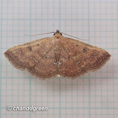 Cerynea punctilinealis