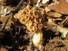 Morchella
