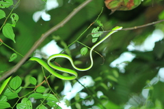 Ahaetulla mycterizans