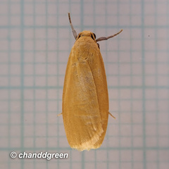 Danielithosia immaculata