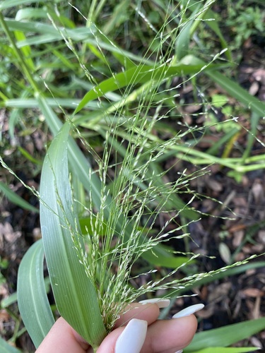 Panicum dichotomiflorum image