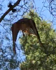 Accipiter nisus