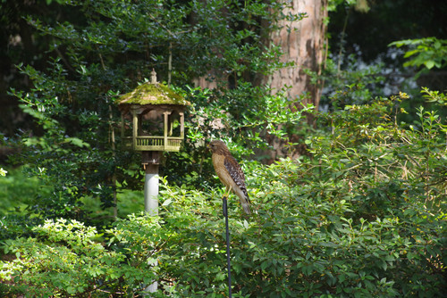 Red-shouldered Hawk photographed in North Carolina