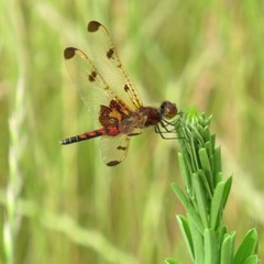 Celithemis elisa