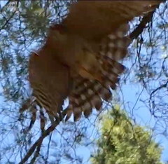 Accipiter nisus