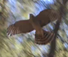 Accipiter nisus