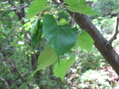 Tilia mongolica