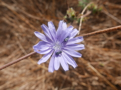 Cichorium endivia