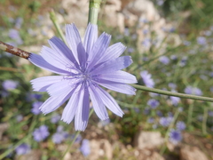 Cichorium endivia