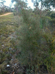 Hakea carinata
