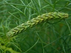 Cucullia chamomillae