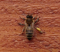 Apis mellifera