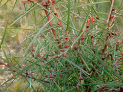 Hakea carinata