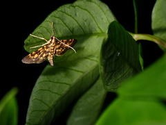 Physematia