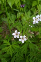 Geranium krylovii