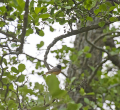 Phoenicurus phoenicurus