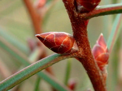 Hakea carinata