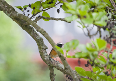 Phoenicurus phoenicurus