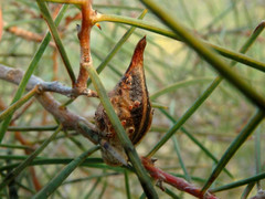 Hakea carinata