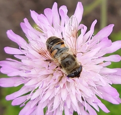 Eristalis tenax