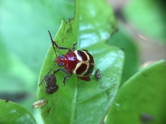 Notozona