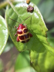 Notozona