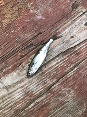 Leucaspius delineatus