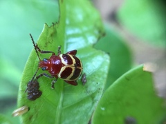 Notozona