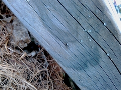 Salticus scenicus