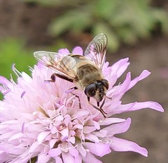 Eristalis tenax