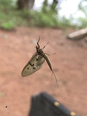 Ephemera simulans