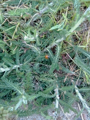 Coccinella septempunctata