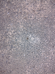 Salticus scenicus