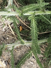 Coccinella septempunctata