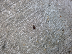 Salticus scenicus