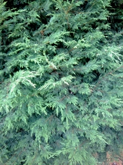 Maracandus monhoti